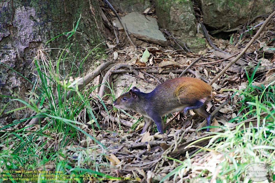 guyane116-iles-du-salut.jpg