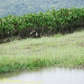 guyane009-marais-kaw.jpg