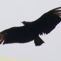 guyane011-marais-kaw.jpg