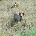 guyane039-marais-kaw.jpg
