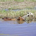 guyane047-marais-kaw.jpg