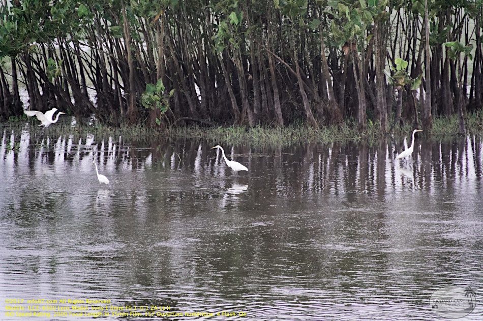 guyane088-marais-kaw.jpg