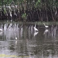 guyane089-marais-kaw.jpg
