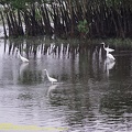 guyane090-marais-kaw.jpg