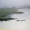 guyane093-marais-kaw.jpg