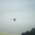 guyane098-marais-kaw.jpg