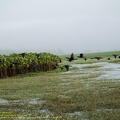 guyane106-marais-kaw.jpg