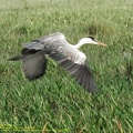 guyane109-marais-kaw.jpg