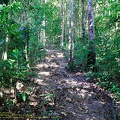 guyane02-montagne-des-singes.jpg