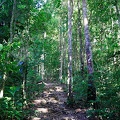 guyane03-montagne-des-singes.jpg