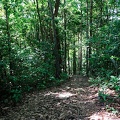 guyane13-montagne-des-singes.jpg