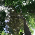 guyane17-montagne-des-singes.jpg