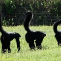 guyane01-zoo-cayenne.jpg