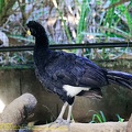 guyane08-zoo-cayenne.jpg