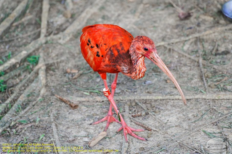 guyane09-zoo-cayenne.jpg