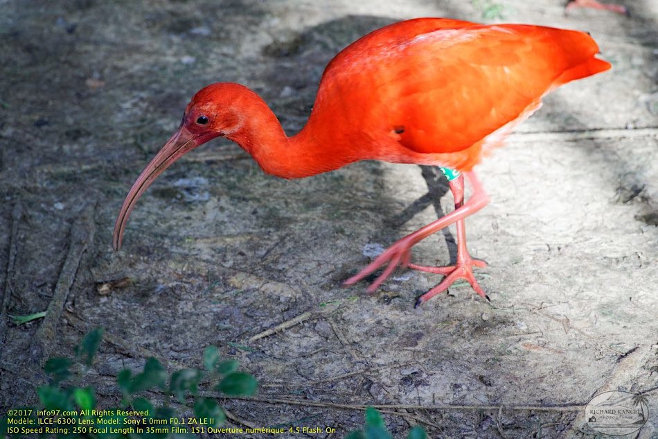 guyane10-zoo-cayenne.jpg