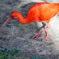 guyane10-zoo-cayenne.jpg