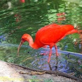 guyane11-zoo-cayenne.jpg
