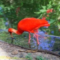 guyane12-zoo-cayenne.jpg