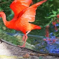 guyane13-zoo-cayenne.jpg