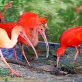 guyane14-zoo-cayenne.jpg