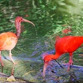 guyane15-zoo-cayenne.jpg