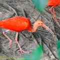 guyane17-zoo-cayenne.jpg