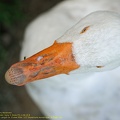 guyane19-zoo-cayenne.jpg