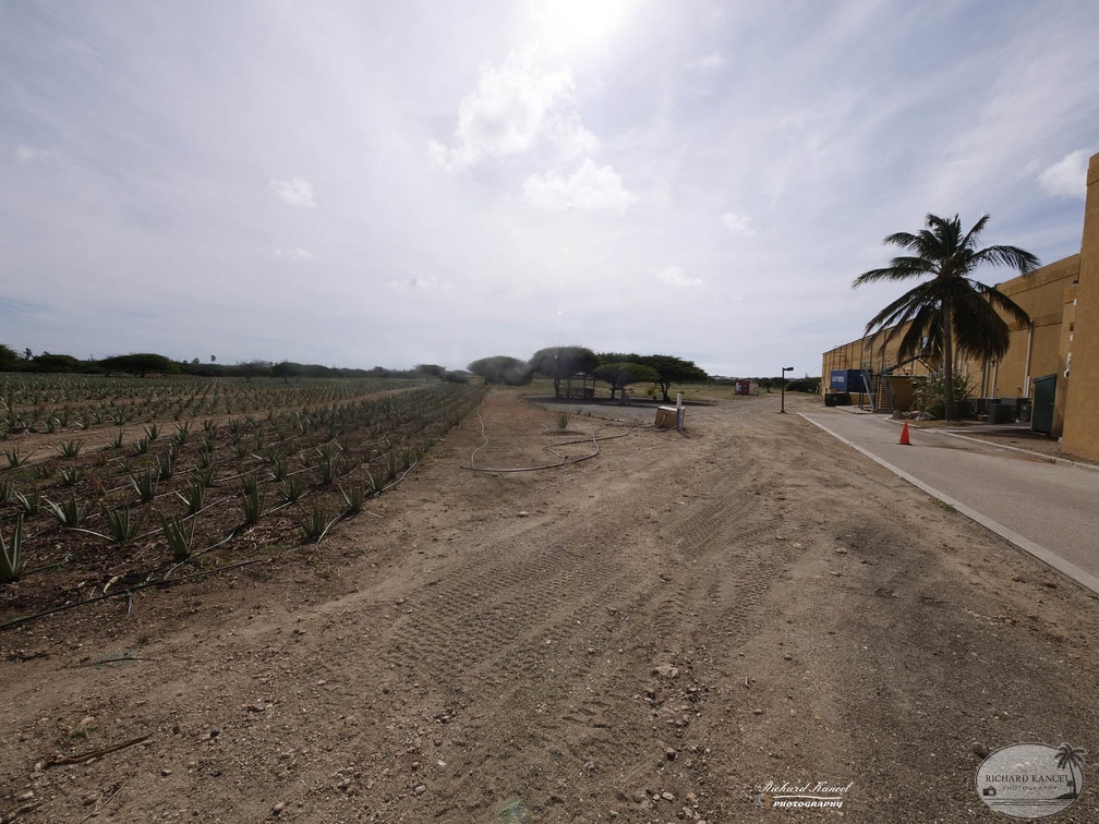 aruba-55555.jpg