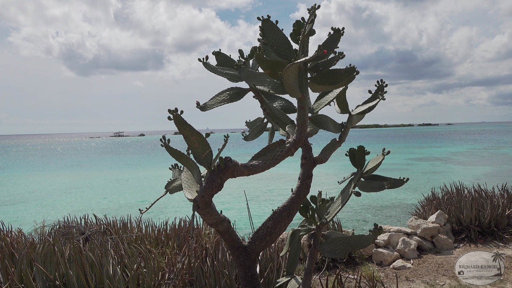 aruba-8055.jpg