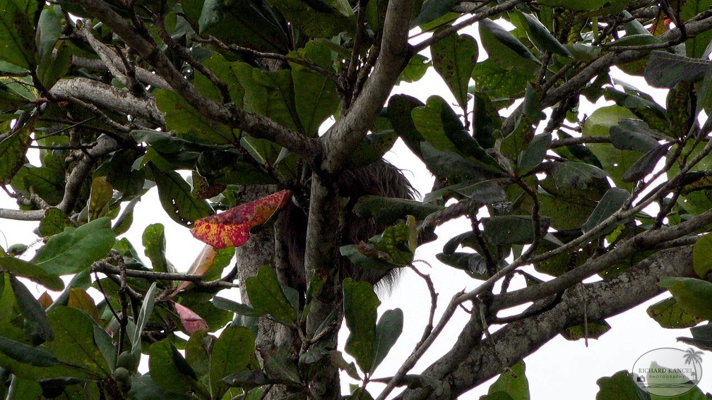 costa-rica-a158.jpg
