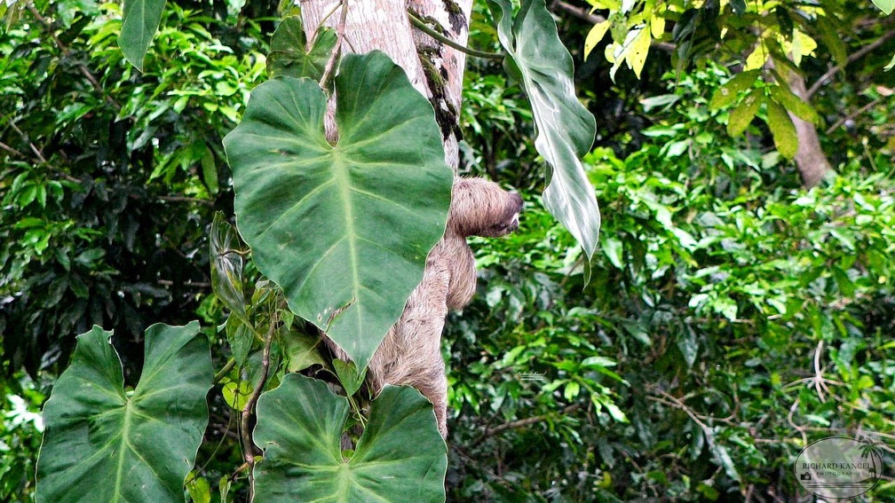 costa-rica-a163.jpg