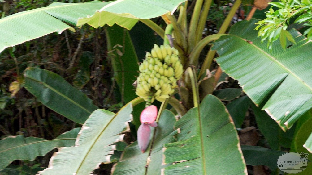 costa-rica-a166.jpg