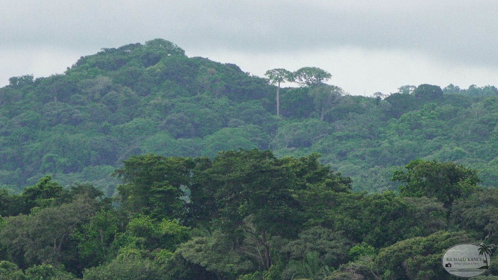 panama-f645.jpg
