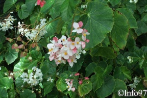 jardin-botanique-deshaies30