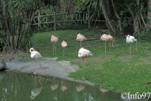 jardin-botanique-deshaies44