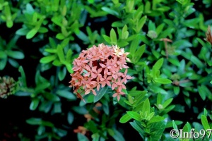 jardin-botanique-deshaies50