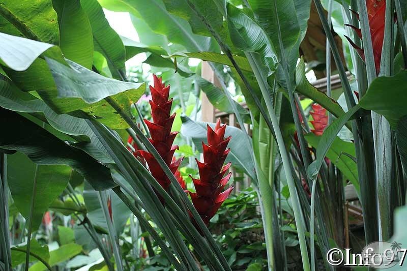 jardin-botanique-deshaies63.jpg