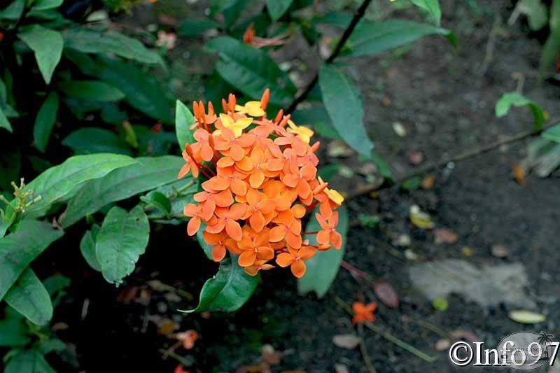 jardin-botanique-deshaies66.jpg