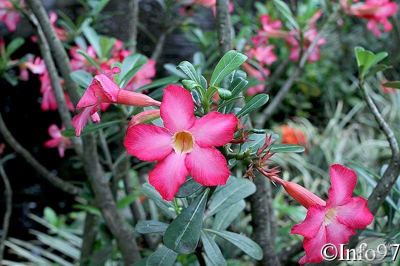 jardin-botanique-deshaies69.jpg