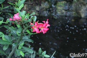 jardin-botanique-deshaies71