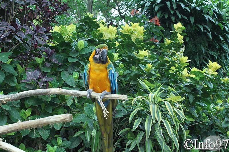 jardin-botanique-deshaies74.jpg