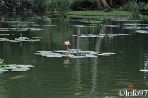 jardin-botanique-deshaies81