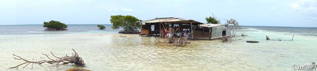 PaMooramics-mangrove2.jpg