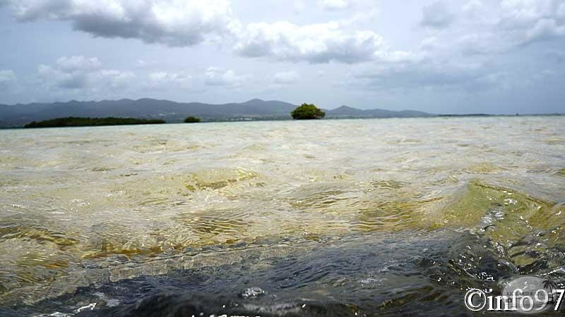 la-mangrove12.jpg