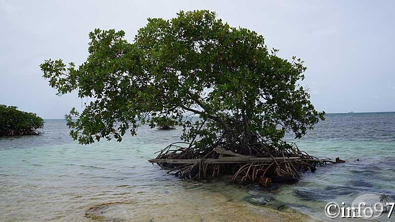 la-mangrove9.jpg