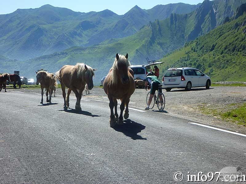 pyrennees-22.jpg