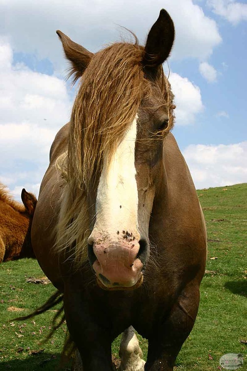 aubisque41.jpg