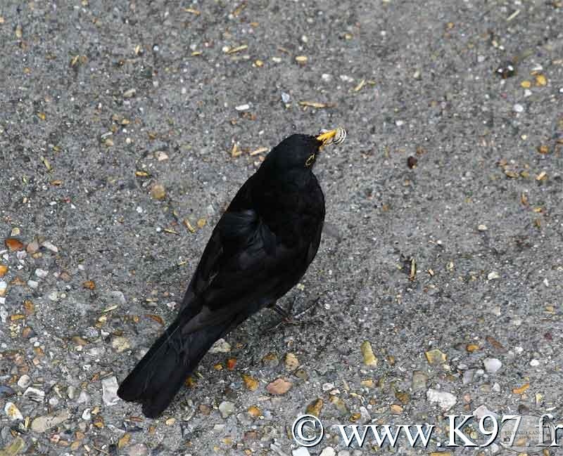 pigeon10.jpg