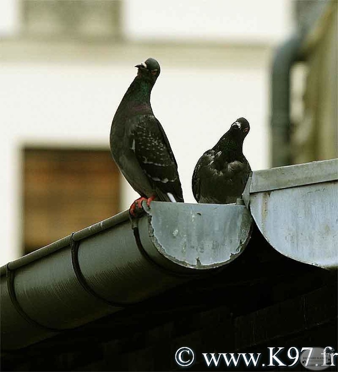 pigeon8.jpg